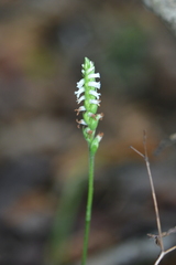 Spiranthes ovalis