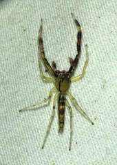 Itata
