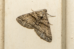 Lipogya eutheta
