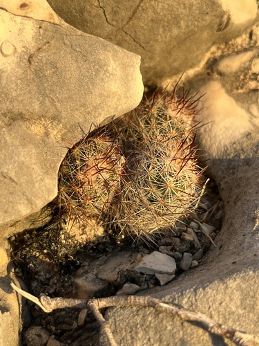 Pelecyphora emskoetteriana