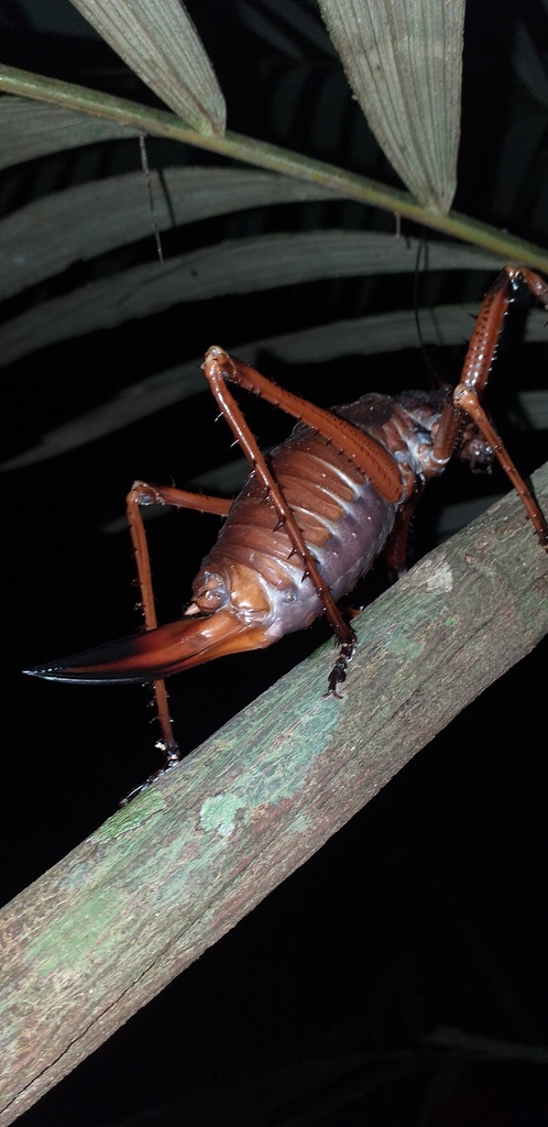 Panoploscelis scudderi
