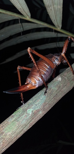 Panoploscelis scudderi