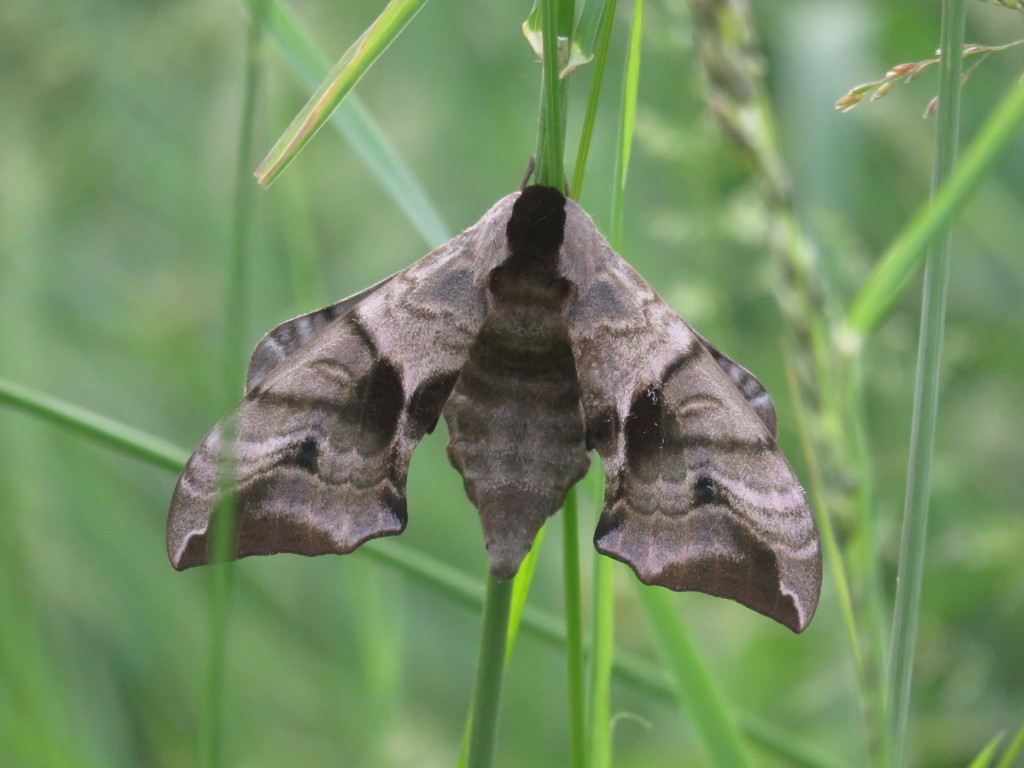 Eyed hawk-moth (Smerinthus ocellata)