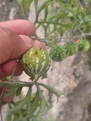 Ibervillea sonorae
