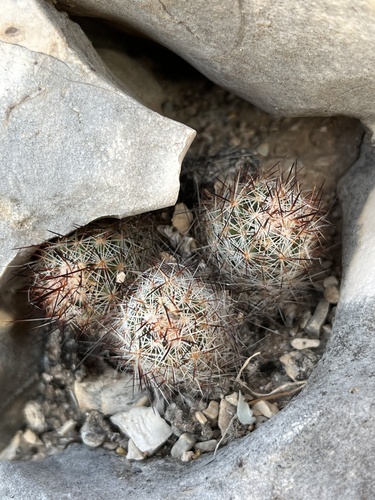 Pelecyphora emskoetteriana