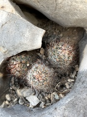 Escobaria emskoetteriana