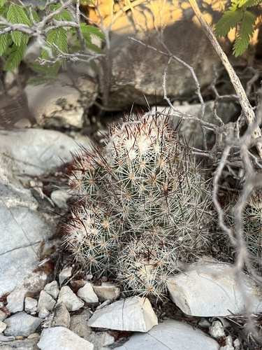 Pelecyphora emskoetteriana