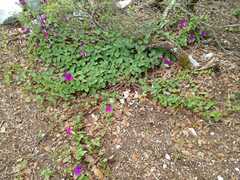 Ipomoea orizabensis orizabensis