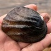 Three-ridge Mussel - Photo (c) Jesseholifield, some rights reserved (CC BY-NC), uploaded by Jesseholifield