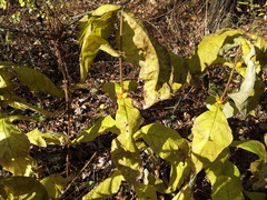 Triosteum aurantiacum