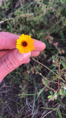 Coreopsis leavenworthii