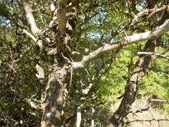 Crataegus reverchonii