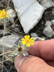 Thymophylla micropoides