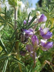 Macrodactylus mexicanus