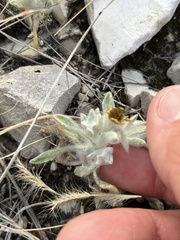 Thymophylla micropoides