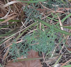 Dalea lasiathera