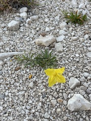 Oenothera hartwegii