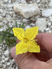 Oenothera hartwegii