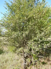 Crataegus reverchonii
