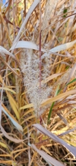 Miscanthus