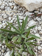 Oenothera hartwegii