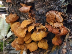 Inonotus cuticularis