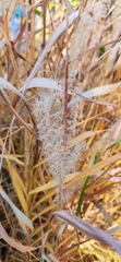 Miscanthus