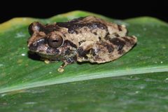 Raorchestes anili
