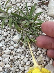 Oenothera hartwegii