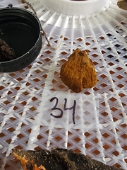 Inonotus cuticularis