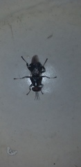 Cyphomyia