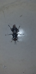 Cyphomyia
