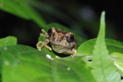 Raorchestes anili
