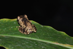 Raorchestes anili