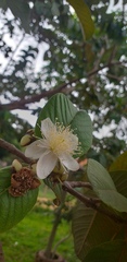 Psidium