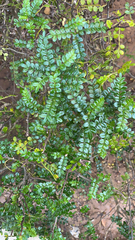 Magnoliopsida