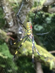 Trichonephila clavata