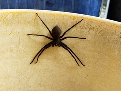 Heteropoda venatoria
