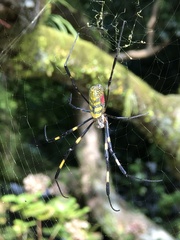 Trichonephila clavata