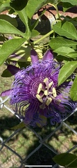 Passiflora incarnata × cincinnata
