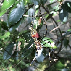 Trichonephila clavata