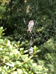 Trichonephila clavata