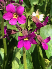 Primula parryi