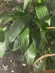 Aspidistra