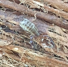 Cheliferoidea