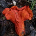 Lobster Mushroom - Photo (c) Jeff, some rights reserved (CC BY-NC), uploaded by Jeff