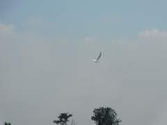 Gelochelidon nilotica