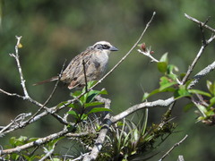 Oriturus superciliosus