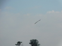 Gelochelidon nilotica