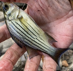 Morone mississippiensis